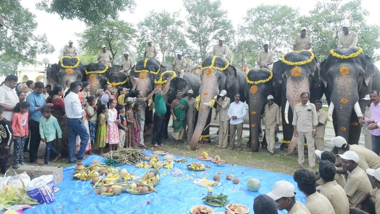 Mysuru: ದಸರಾ ಆನೆಗಳಿಗೆ ಚೌತಿ ಅಂಗವಾಗಿ ವಿಶೇಷ ಪೂಜೆ Mysuru: ದಸರಾ ಆನೆಗಳಿಗೆ ಚೌತಿ ಅಂಗವಾಗಿ ವಿಶೇಷ ಪೂಜೆ
