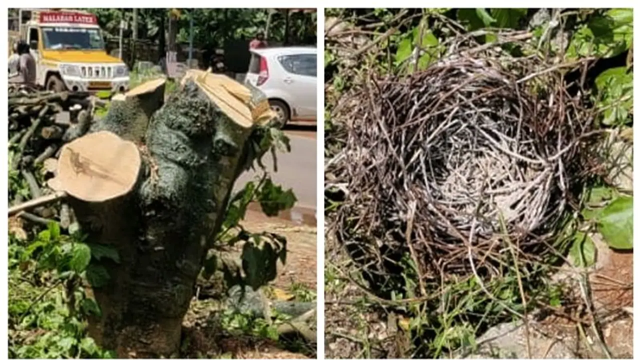 സംസ്ഥാന പാത വികസനത്തിന്റെ പേരിലും പക്ഷികളെ കൊന്നൊടുക്കി മരംമുറി; ഉപകരാറുകാരനെതിരെ കേസെടുത്തു സംസ്ഥാന പാത വികസനത്തിന്റെ പേരിലും പക്ഷികളെ കൊന്നൊടുക്കി മരംമുറി; ഉപകരാറുകാരനെതിരെ കേസെടുത്തു