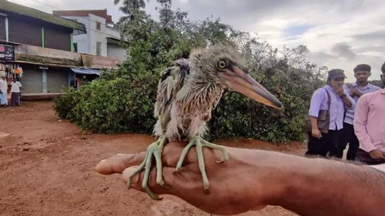 പക്ഷികൾ കൂട്ടത്തോടെ ഒടുങ്ങിയ സംഭവം, ധാർമ്മിക ഉത്തരവാദിത്തം ആർക്കാണ്? പക്ഷികൾ കൂട്ടത്തോടെ ഒടുങ്ങിയ സംഭവം, ധാർമ്മിക ഉത്തരവാദിത്തം ആർക്കാണ്?
