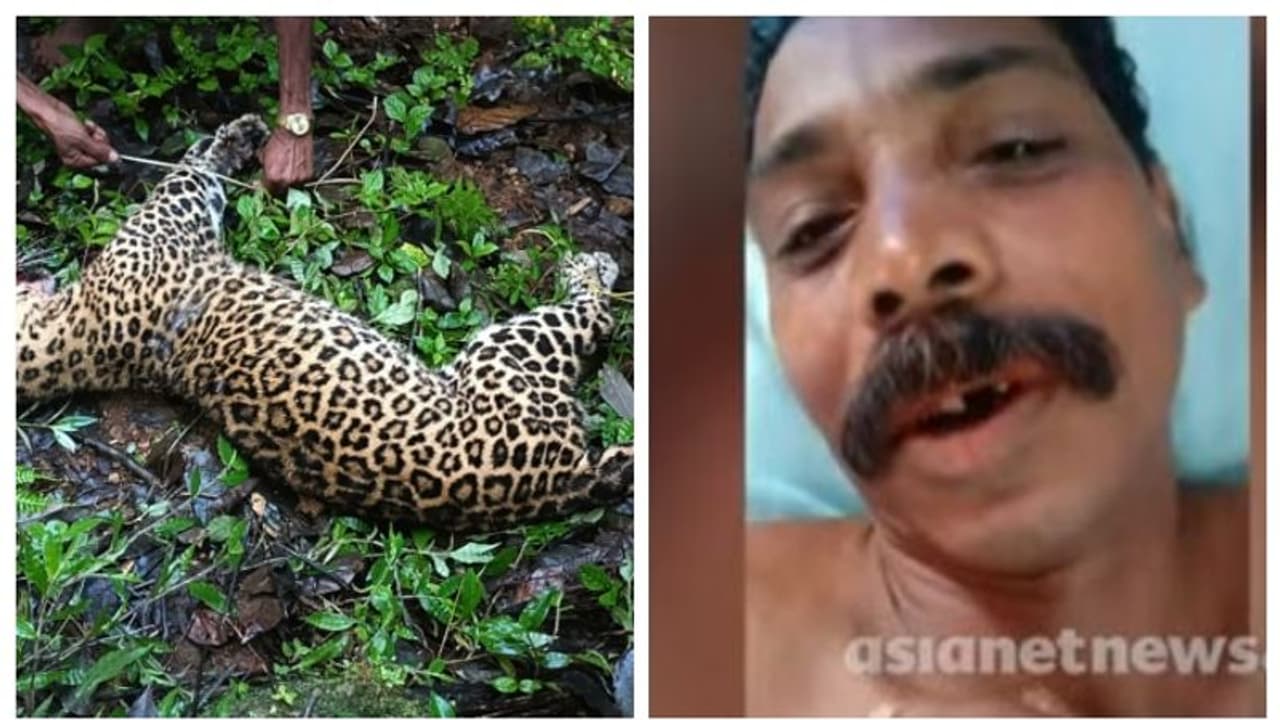 'പുലി ഗോപാലന്‍' കൊന്ന പുലിയുടെ മരണം സംഭവിച്ചത് ഇങ്ങനെ; പോസ്റ്റുമോർട്ടം റിപ്പോര്‍ട്ട് പറയുന്നത്