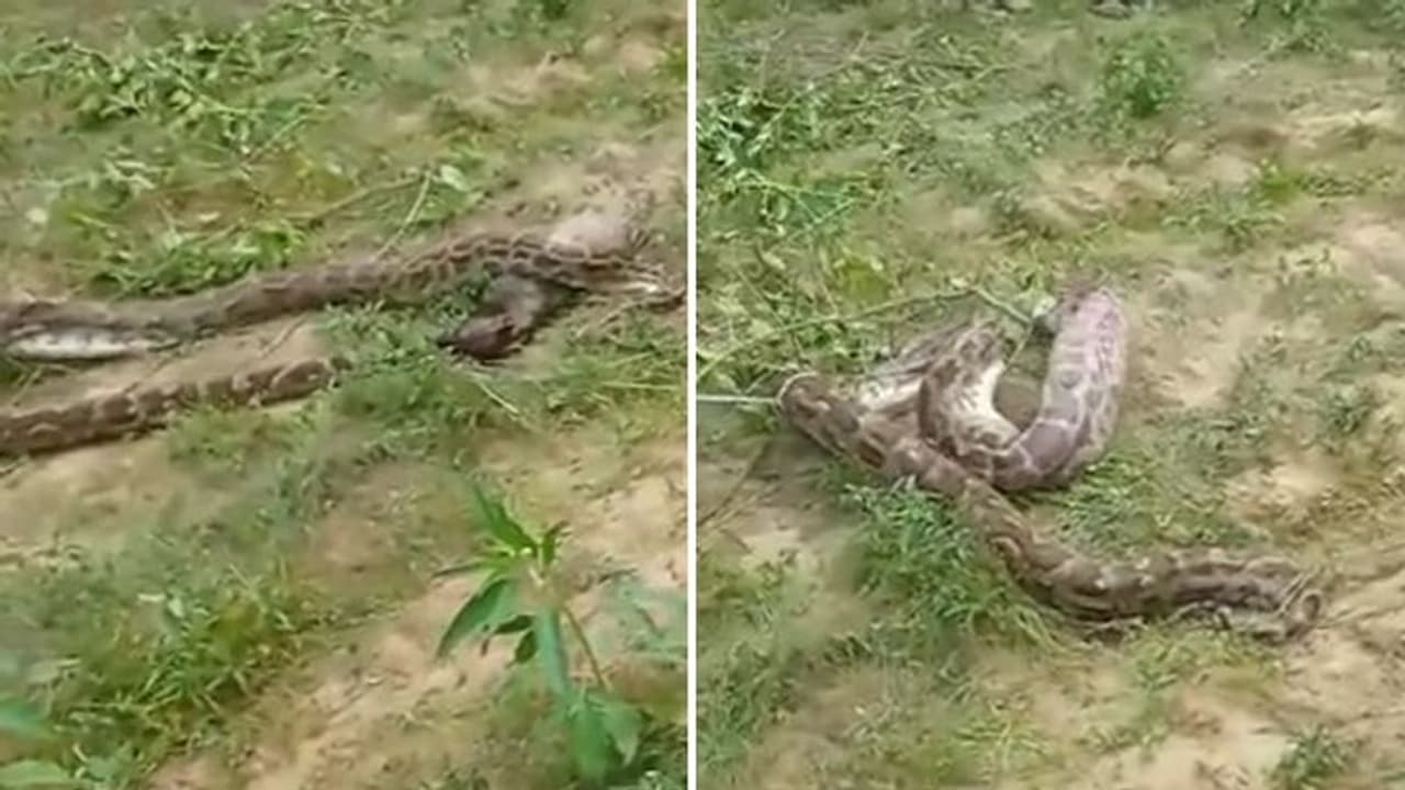 പെരുമ്പാമ്പ് വിഴുങ്ങുന്നത് എന്തിനെയാണെന്ന് നോക്ക്;വീഡിയോ