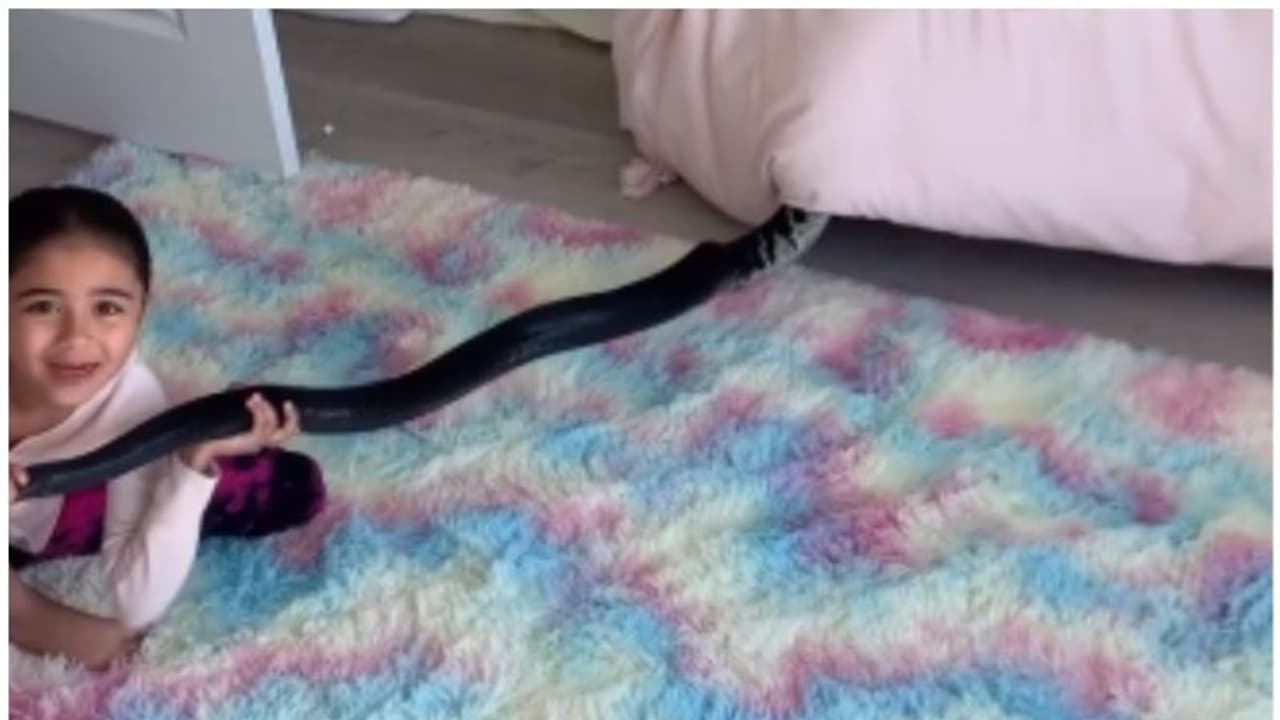 కొండ చిలువతో ఆటలా? తోక పట్టి వెనక్కి లాగుతున్న చిన్నారి వీడియో వైరల్.. ఆందోళన వ్యక్తం చేస్తున్న నెటిజన్లు కొండ చిలువతో ఆటలా? తోక పట్టి వెనక్కి లాగుతున్న చిన్నారి వీడియో వైరల్.. ఆందోళన వ్యక్తం చేస్తున్న నెటిజన్లు