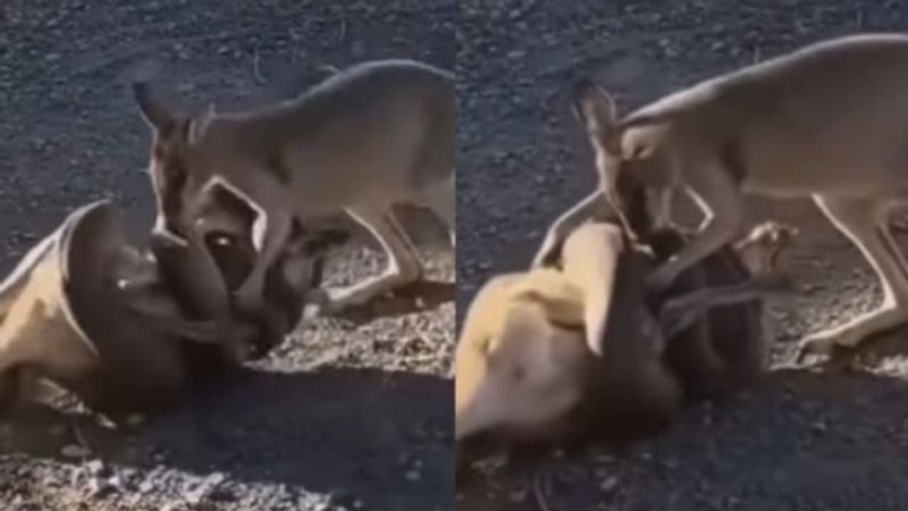 Viral Video: കംഗാരുവിനെ ചുറ്റിവരിഞ്ഞ് പെരുമ്പാമ്പ്; രക്ഷിക്കാനെത്തി 'കൂട്ടുകാരന്‍'; വൈറലായി വീഡിയോ