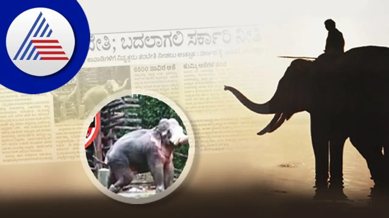 Elephant Training: ತರಬೇತುದಾರರ ಕೊರತೆ ನೀಗಿಸಲು ನಿವೃತ್ತರು ಸಿದ್ಧ Elephant Training: ತರಬೇತುದಾರರ ಕೊರತೆ ನೀಗಿಸಲು ನಿವೃತ್ತರು ಸಿದ್ಧ