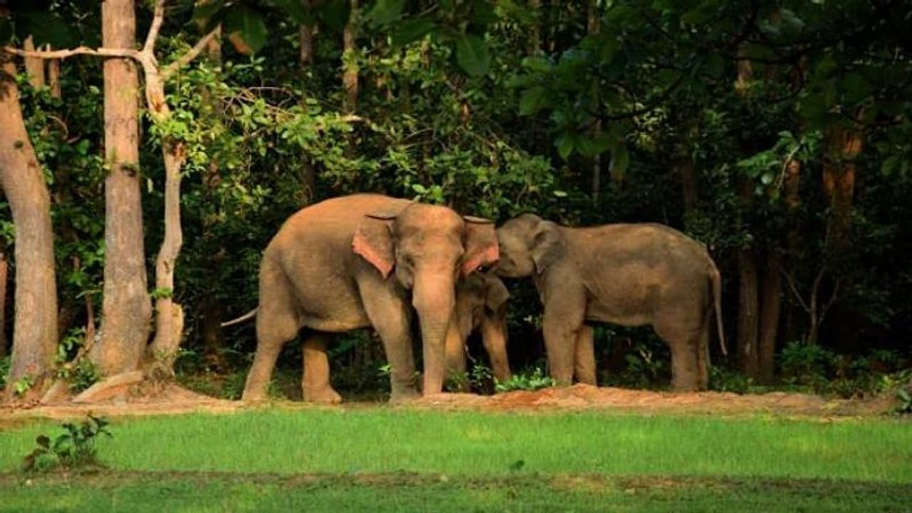 അവസാനിക്കാത്ത ക്രൂരത, ഒഡീഷയിൽ വീണ്ടും ആന ചത്ത നിലയിൽ, കാരണം വേട്ടക്കാരുടെ കെണി