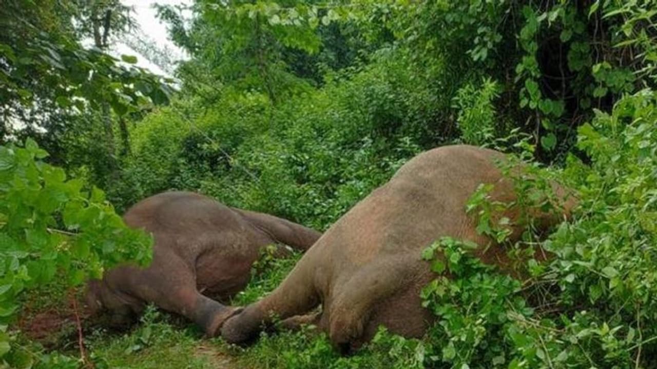 ಕರ್ನಾಟಕದಲ್ಲಿ 5 ತಿಂಗಳಲ್ಲಿ 26 ಜನ, 25 ಆನೆಗಳ ಸಾವು...! ಕರ್ನಾಟಕದಲ್ಲಿ 5 ತಿಂಗಳಲ್ಲಿ 26 ಜನ, 25 ಆನೆಗಳ ಸಾವು...!