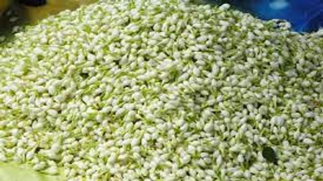 முகூர்த்தம் மற்றும் ஓணம் பண்டிகை எதிரொலி.. கிடுகிடுவென உயர்ந்த மல்லிகை பூ.. கிலோ ரூ.2,500 க்கு விற்பனை.. முகூர்த்தம் மற்றும் ஓணம் பண்டிகை எதிரொலி.. கிடுகிடுவென உயர்ந்த மல்லிகை பூ.. கிலோ ரூ.2,500 க்கு விற்பனை..