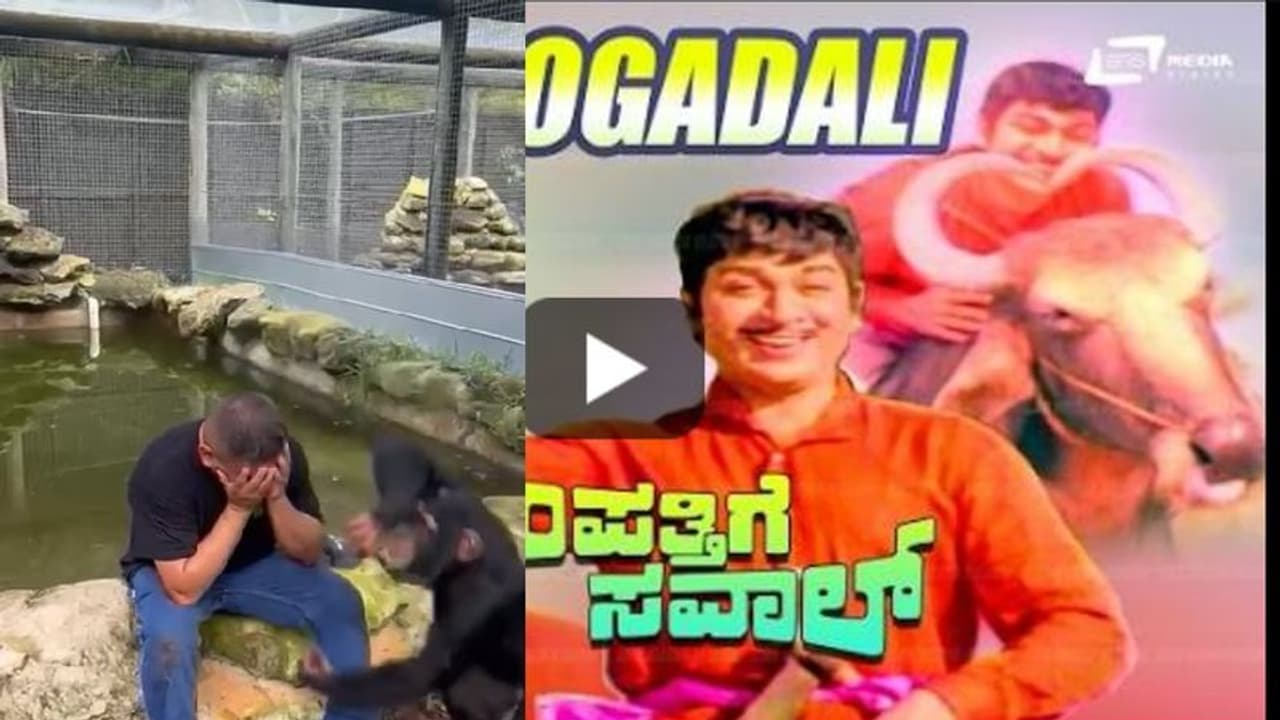 ಪ್ರಾಣಿಗಳೇ ಗುಣದಲ್ಲಿ ಮೇಲು: ಅಣ್ಣಾವ್ರ ಹಾಡನ್ನು ನೆನಪಿಸಿದ ಚಿಂಪಾಂಜಿ