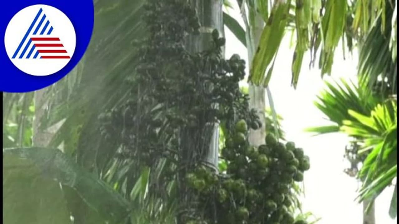 Uttara Kannada ; 11,000 ಹೆಕ್ಟೇರ್ ಅಡಕೆಗೆ ಕೊಳೆ ರೋಗ! Uttara Kannada ; 11,000 ಹೆಕ್ಟೇರ್ ಅಡಕೆಗೆ ಕೊಳೆ ರೋಗ!