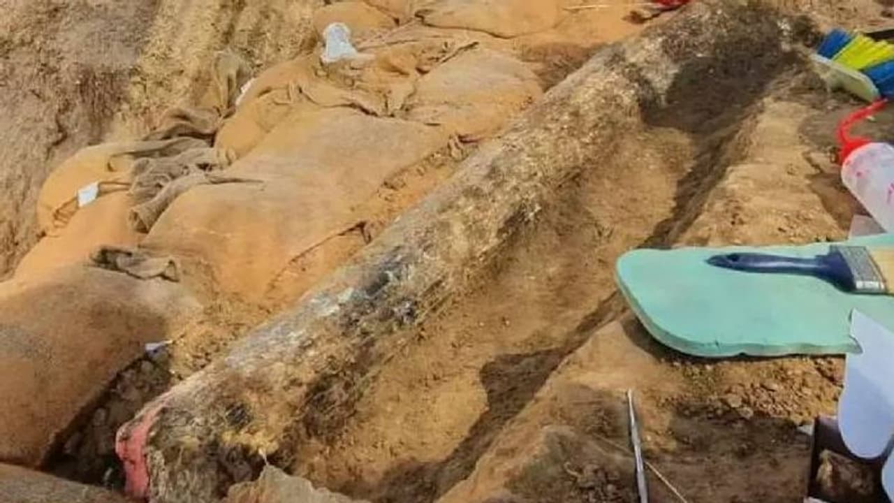 5,00,000 വർഷം പഴക്കമുള്ള ആനക്കൊമ്പ് കണ്ടെത്തി ഗവേഷകർ 5,00,000 വർഷം പഴക്കമുള്ള ആനക്കൊമ്പ് കണ്ടെത്തി ഗവേഷകർ