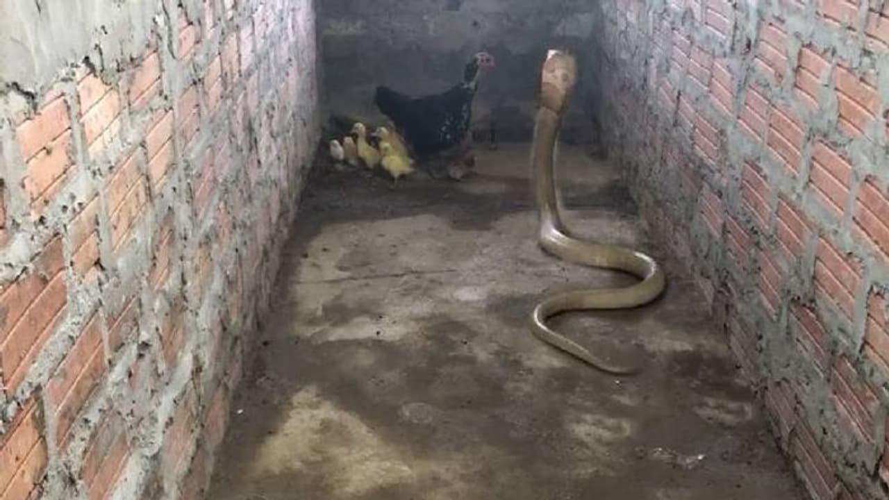 കുഞ്ഞുങ്ങളെ രക്ഷിക്കാൻ രാജവെമ്പാലയുമായി അമ്മക്കോഴിയുടെ പോരാട്ടം