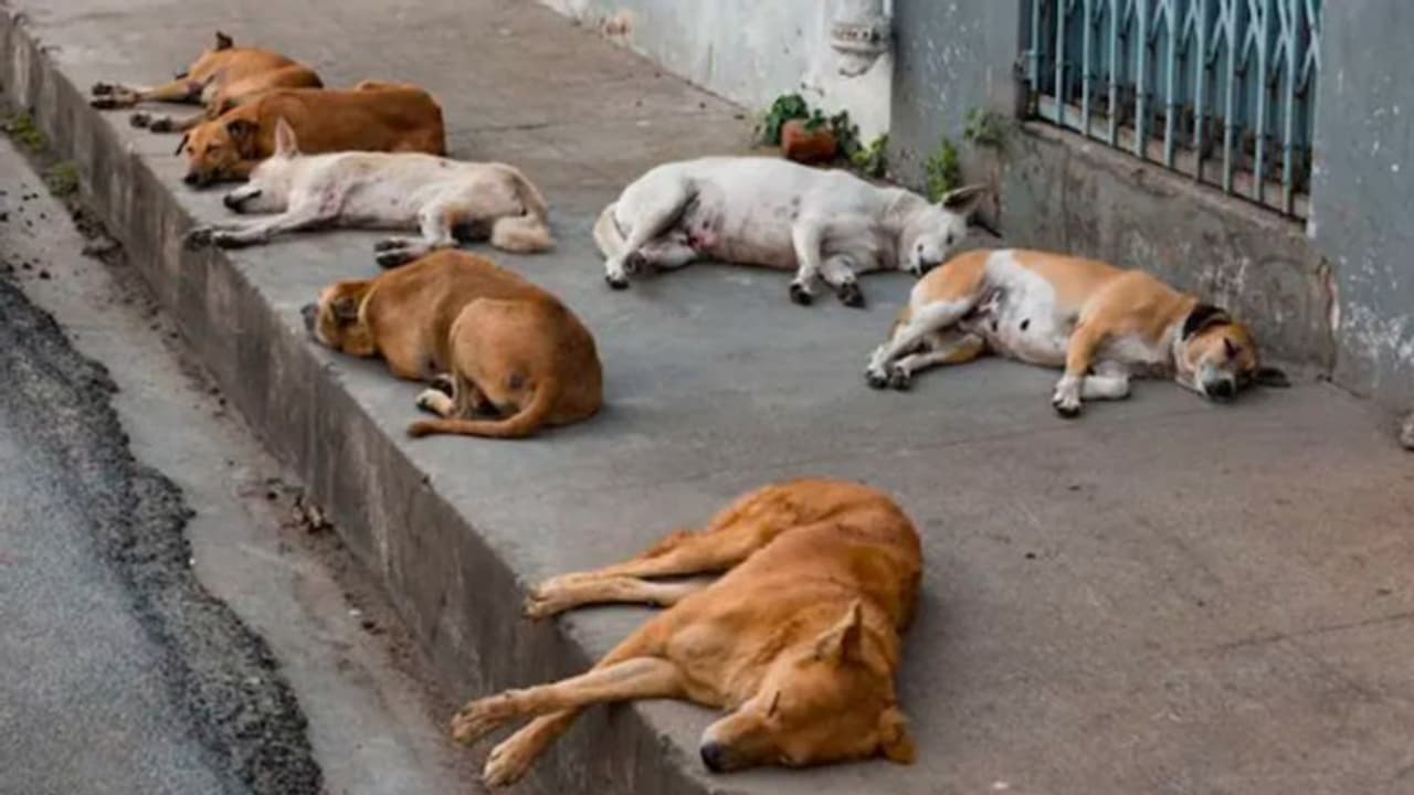 പട്ടികടിയേറ്റ ആദ്യ ഒരു മണിക്കൂറിൽ ചെയ്യേണ്ട കാര്യങ്ങൾ; ഡോ. സുൽഫി നൂഹു പറയുന്നു...