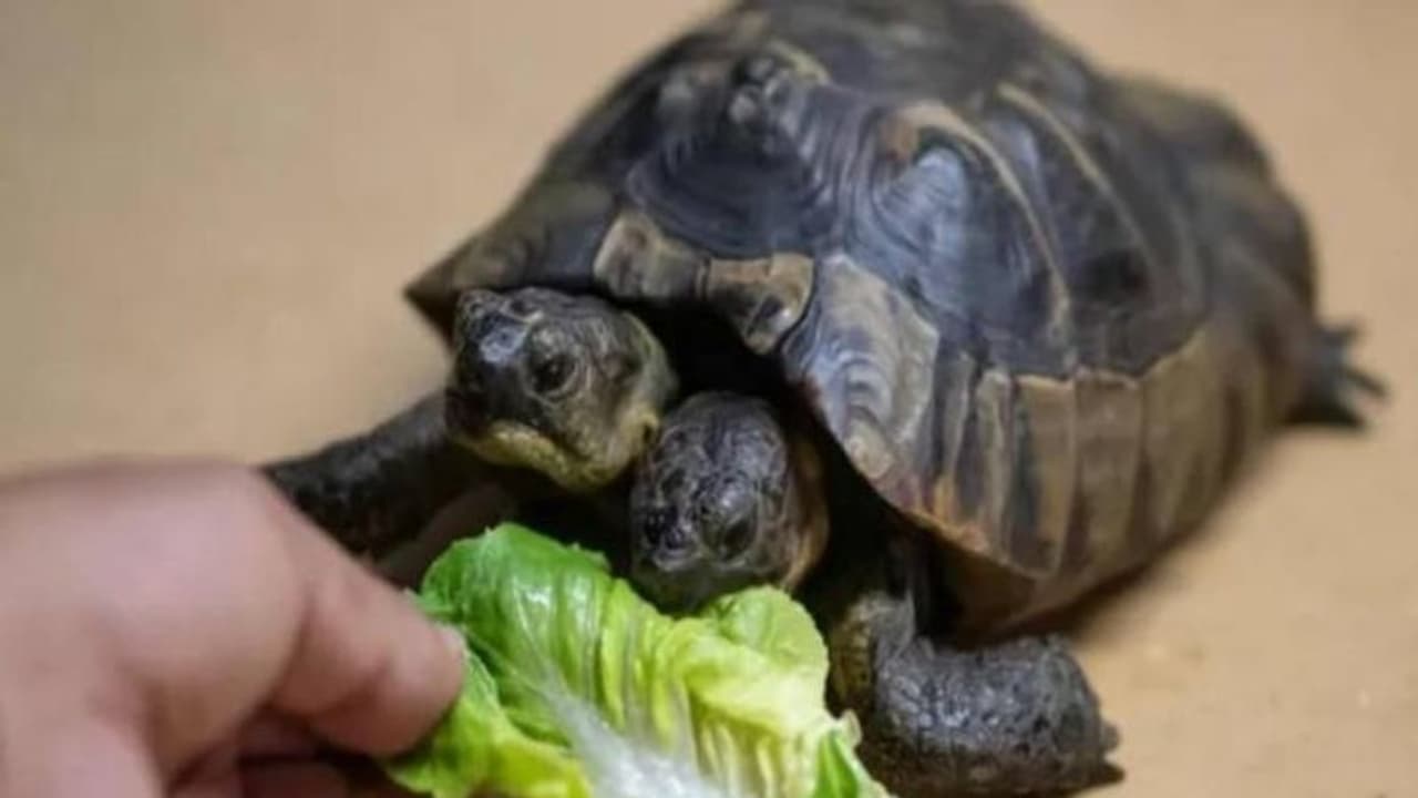 ഇരട്ടത്തലയുള്ള ആമയ്ക്ക് 25 ാം പിറന്നാൾ ഇരട്ടത്തലയുള്ള ആമയ്ക്ക് 25 ാം പിറന്നാൾ