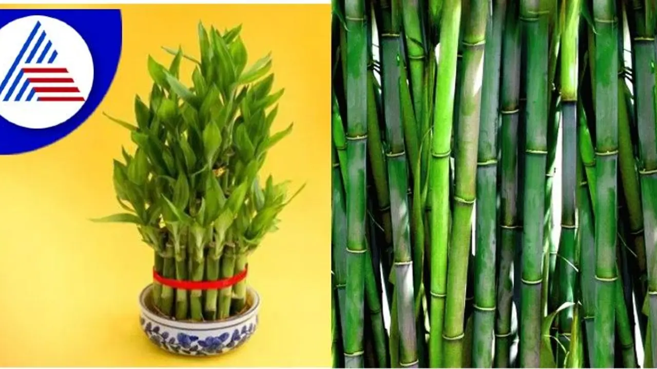 Lucky Bamboo ಲಕ್ ತರಬೇಕಂದ್ರೆ ಸುಮ್ನೆ ತಂದಿಟ್ರಾಗಲ್ಲ, ಈ ವಾಸ್ತು ನಿಯಮ ಪಾಲಿಸ್ಬೇಕು!