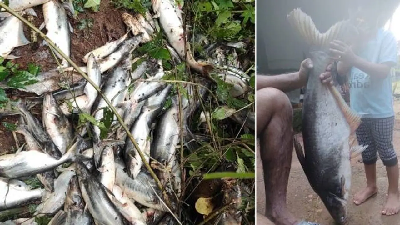 വിളവെടുക്കാനിരിക്കെ കുളത്തില് വിഷം കലക്കി അജ്ഞാതർ, അഞ്ചു ടണ്ണോളം മീനുകള് ചത്തൊടുങ്ങി വിളവെടുക്കാനിരിക്കെ കുളത്തില് വിഷം കലക്കി അജ്ഞാതർ, അഞ്ചു ടണ്ണോളം മീനുകള് ചത്തൊടുങ്ങി