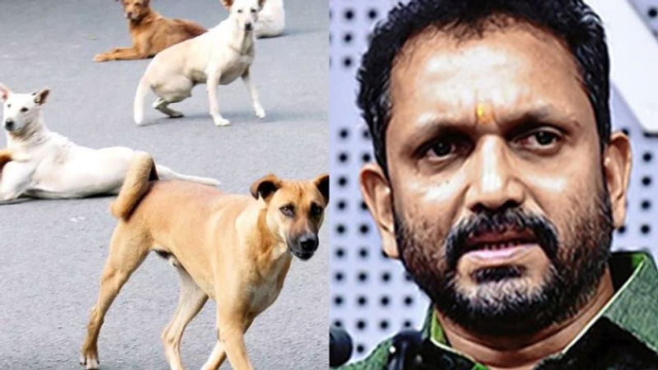 'പേവിഷ വാക്സിൻ ഗുണനിലവാരം പരിശോധിക്കണം,ജനങ്ങളെ കൊലക്ക് കൊടുക്കുന്ന സമീപനം സർക്കാർ ഉപേക്ഷിക്കണം': കെ.സുരേന്ദ്രൻ 'പേവിഷ വാക്സിൻ ഗുണനിലവാരം പരിശോധിക്കണം,ജനങ്ങളെ കൊലക്ക് കൊടുക്കുന്ന സമീപനം സർക്കാർ ഉപേക്ഷിക്കണം': കെ.സുരേന്ദ്രൻ