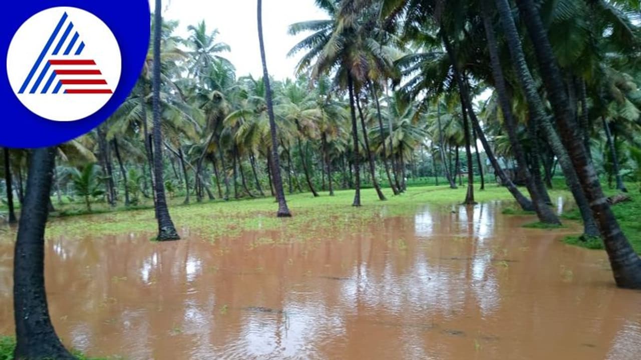 ರಾಮನಗರ ಜಿಲ್ಲೆಯಲ್ಲಿ ಮುಂದುವರಿದ ಮಳೆ: ಜಮೀನುಗಳು ಜಲಾವೃತ