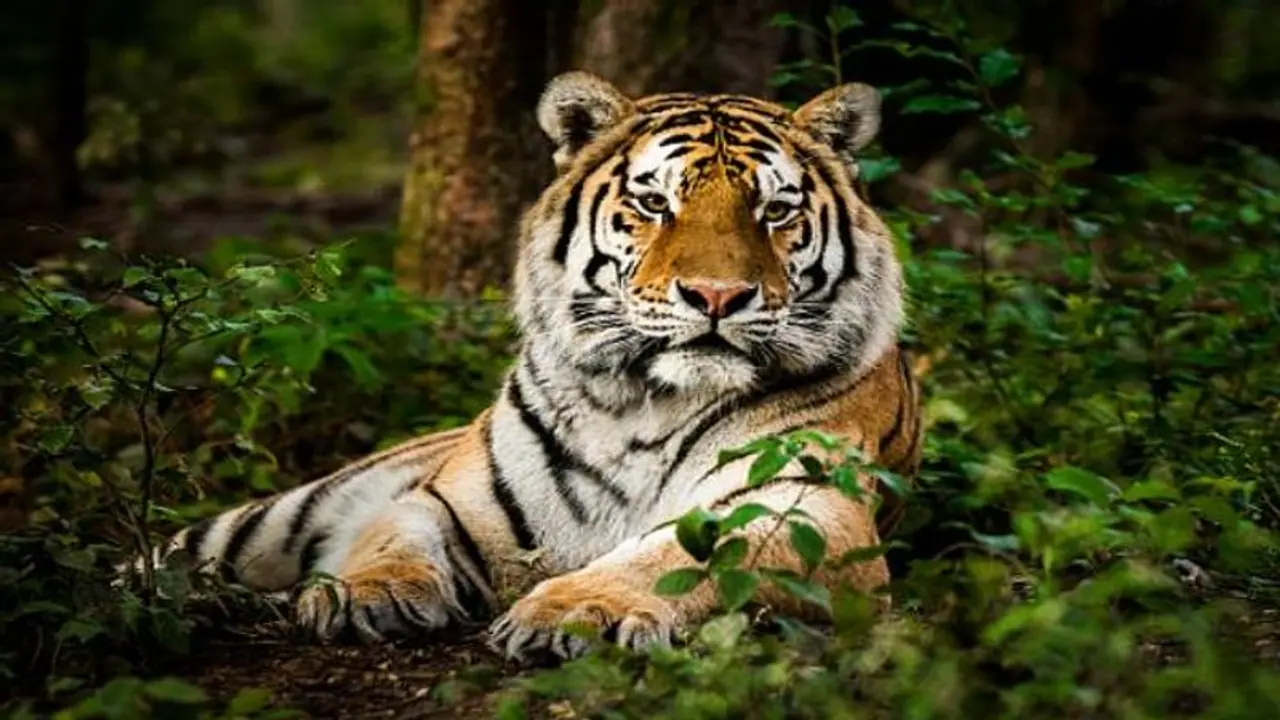 വയനാട് വീണ്ടും കടുവയുടെ ആക്രമണം, ചീരാല്‍ സ്വദേശിയുടെ പശുവിനെ കൊന്നു