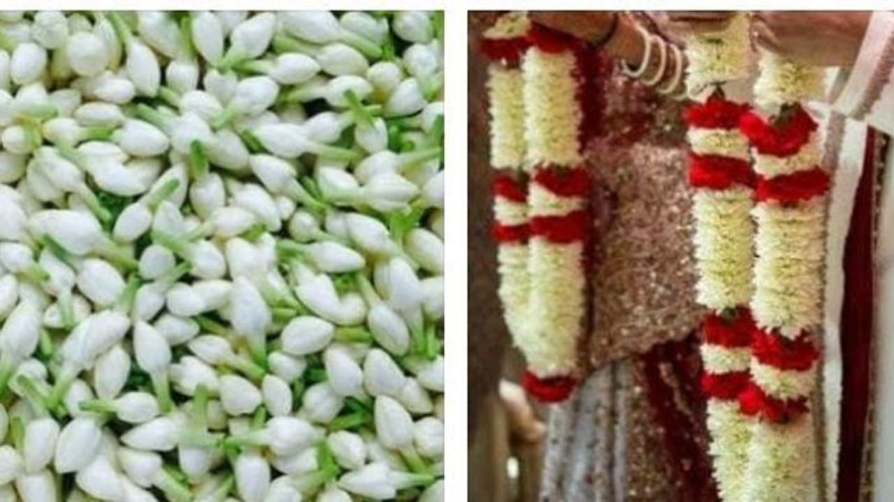 திருமண வீட்டார் உஷார்...! வரலாறு காணாத வகையில் உச்சத்தை தொட்ட மதுரை மல்லி விலை...! திருமண வீட்டார் உஷார்...! வரலாறு காணாத வகையில் உச்சத்தை தொட்ட மதுரை மல்லி விலை...!