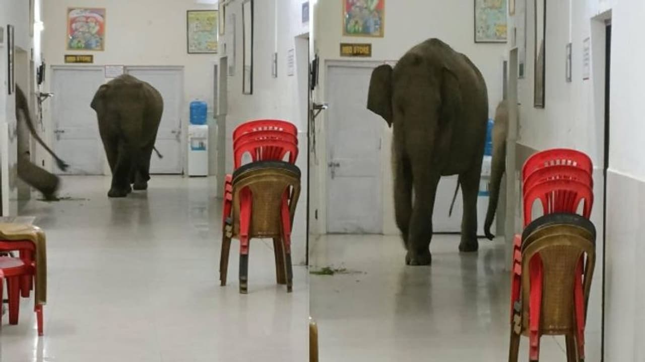'ওরে এটা তোদের হাসপাতাল নয়' চিৎকারই সার! সেনা হাসপাতাল জুড়ে ঘুরে বেড়াল হাতি দেখুন মজার ভিডিও 'ওরে এটা তোদের হাসপাতাল নয়' চিৎকারই সার! সেনা হাসপাতাল জুড়ে ঘুরে বেড়াল হাতি দেখুন মজার ভিডিও