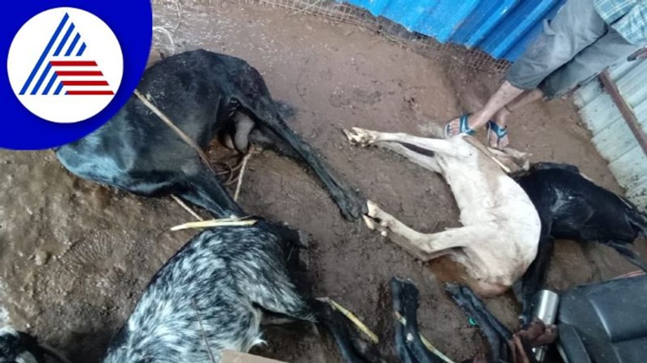 Heavy Rain in Mandya: ಕೆರೆ ಕೋಡಿ ಹರಿದು 45 ಆಡು, ಒಂದು ಕರು ಸಾವು Heavy Rain in Mandya: ಕೆರೆ ಕೋಡಿ ಹರಿದು 45 ಆಡು, ಒಂದು ಕರು ಸಾವು