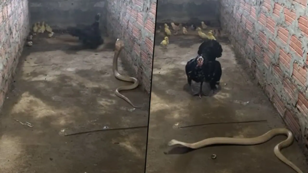 Mother chicken ferociously fights with King Cobra to save her chicks; here's what happens next