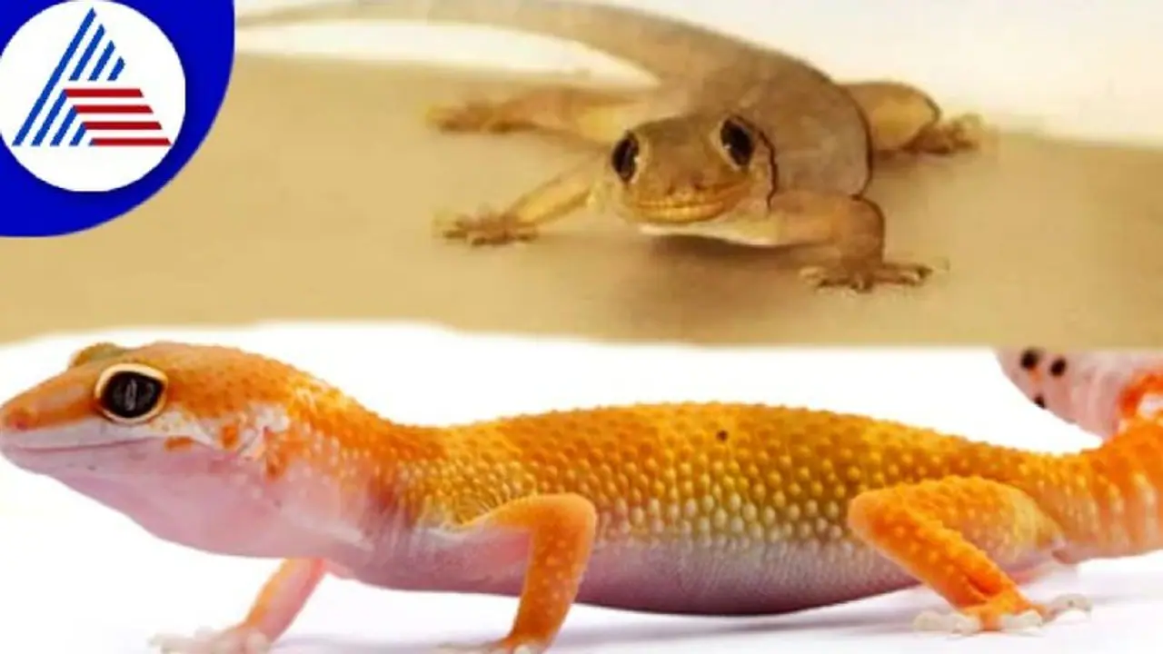 ಹಲ್ಲಿ ತಲೆ ಮತ್ತು ಹೃದಯದ ಮೇಲೆ ಬಿದ್ದರೆ ಸಂಪತ್ತು ಹೆಚ್ಚಾಗುತ್ತೆ..ದೇಹದ ಯಾವ ಭಾಗಕ್ಕೆ ಬಿದ್ದರೆ ಏನು ಫಲಿತಾಂಶ ಗೊತ್ತಾ..? ಹಲ್ಲಿ ತಲೆ ಮತ್ತು ಹೃದಯದ ಮೇಲೆ ಬಿದ್ದರೆ ಸಂಪತ್ತು ಹೆಚ್ಚಾಗುತ್ತೆ..ದೇಹದ ಯಾವ ಭಾಗಕ್ಕೆ ಬಿದ್ದರೆ ಏನು ಫಲಿತಾಂಶ ಗೊತ್ತಾ..?