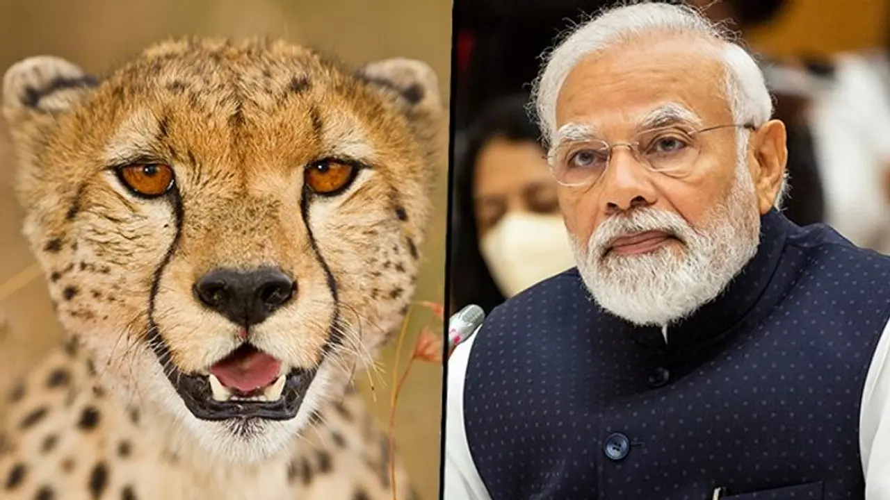 PM Modi to introduce 5 African cheetahs in Kuno National Park on his birthday September 17