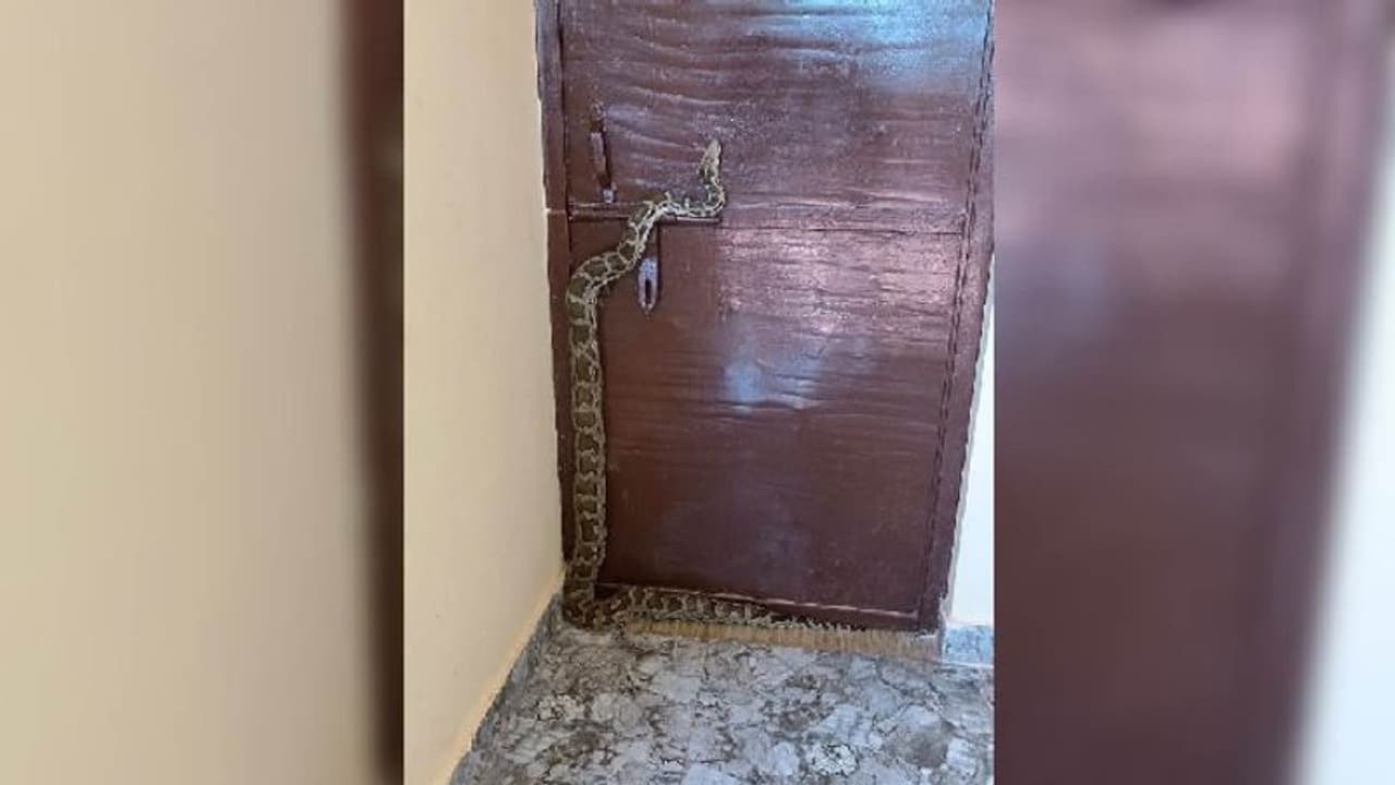 कानपुर में भाजपा विधायक के कार्यालय पहुंचा 6 फीट का अजगर, कुछ दिन पहले ही हुआ था उद्घाटन कानपुर में भाजपा विधायक के कार्यालय पहुंचा 6 फीट का अजगर, कुछ दिन पहले ही हुआ था उद्घाटन