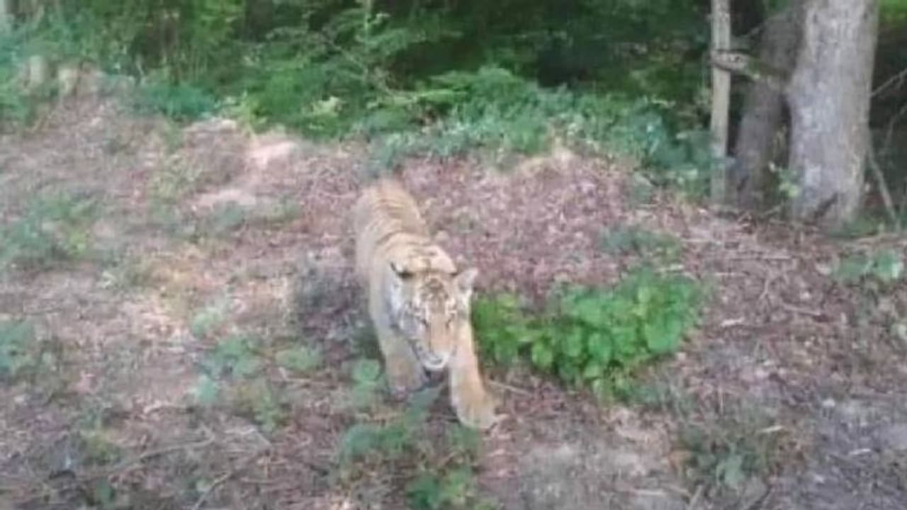 കടുവ മൃഗശാലയിൽ നിന്നും ഓടിരക്ഷപ്പെട്ടു, പേടിച്ച് വിറച്ച് ജനങ്ങൾ കടുവ മൃഗശാലയിൽ നിന്നും ഓടിരക്ഷപ്പെട്ടു, പേടിച്ച് വിറച്ച് ജനങ്ങൾ