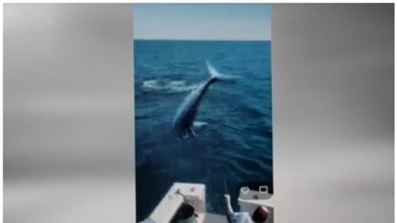 ചൂണ്ടയില് കുരുങ്ങിയ സ്രാവിനെ പിടിക്കാന് ശ്രമിക്കവേ അപ്രതീക്ഷിതമായി മറ്റൊരു സ്രാവ് ബോട്ടിലേക്ക്..; വീഡിയോ ചൂണ്ടയില് കുരുങ്ങിയ സ്രാവിനെ പിടിക്കാന് ശ്രമിക്കവേ അപ്രതീക്ഷിതമായി മറ്റൊരു സ്രാവ് ബോട്ടിലേക്ക്..; വീഡിയോ