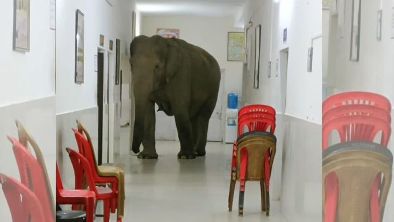 ఆస్పత్రిలోకి చొరబడ్డ ఏనుగులు.. ఏ డాక్టర్ ను కలువాలో తెలియక తికమక పడుతున్నాయంటూ నెటిజన్ల కామెంట్స్ ఆస్పత్రిలోకి చొరబడ్డ ఏనుగులు.. ఏ డాక్టర్ ను కలువాలో తెలియక తికమక పడుతున్నాయంటూ నెటిజన్ల కామెంట్స్