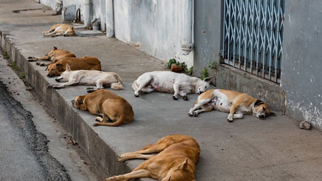 dog:streetdog: ‘தெருநாய் யாரையேனும் கடித்தால், அதற்கு உணவு கொடுப்பவர்களே பொறுப்பு’: உச்ச நீதிமன்றம் கருத்து