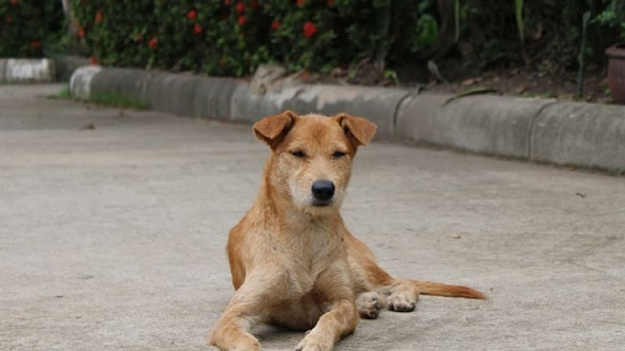 തിരുവനന്തപുരം പെരുമാതുറയിൽ തെരുവുനായ ആക്രമണം; എട്ട് പേർക്ക് പരിക്ക്, ചികിത്സയിൽ തിരുവനന്തപുരം പെരുമാതുറയിൽ തെരുവുനായ ആക്രമണം; എട്ട് പേർക്ക് പരിക്ക്, ചികിത്സയിൽ