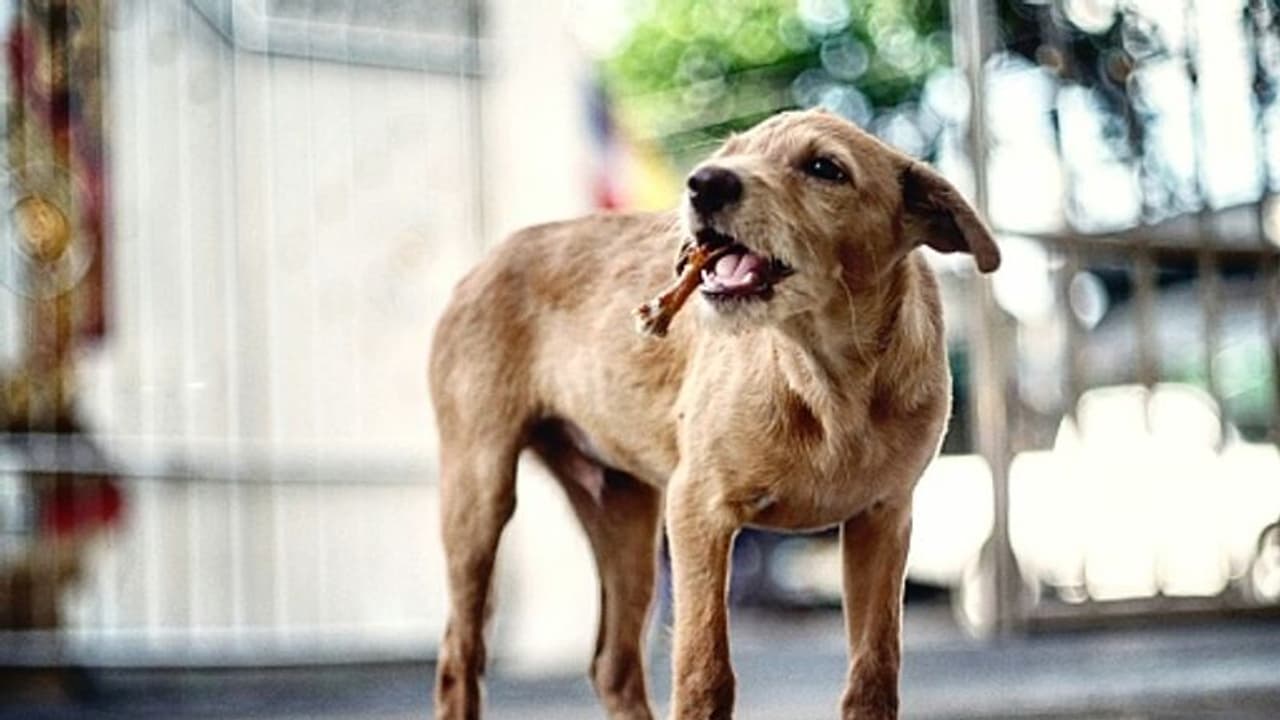 പാലക്കാട്ട് തെരുവ് നായ ആക്രമണം; ജോലികഴിഞ്ഞ് മടങ്ങിയ യുവതിക്ക് കടിയേറ്റു പാലക്കാട്ട് തെരുവ് നായ ആക്രമണം; ജോലികഴിഞ്ഞ് മടങ്ങിയ യുവതിക്ക് കടിയേറ്റു
