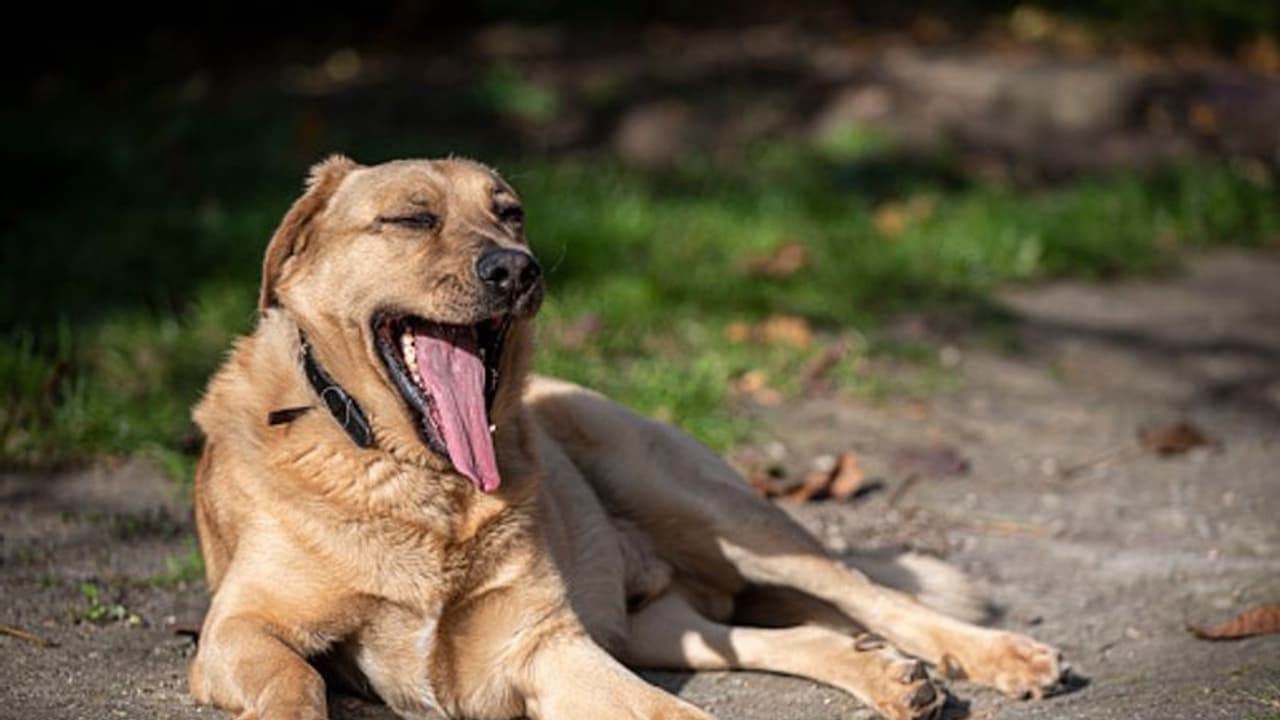  തെരുവ് നായ ആക്രമണം; മണിക്കൂറുകൾക്കുള്ളിൽ നായ കടിച്ചത് 12 പേരെ, സംഭവം കോഴിക്കോട് വടകരയിൽ