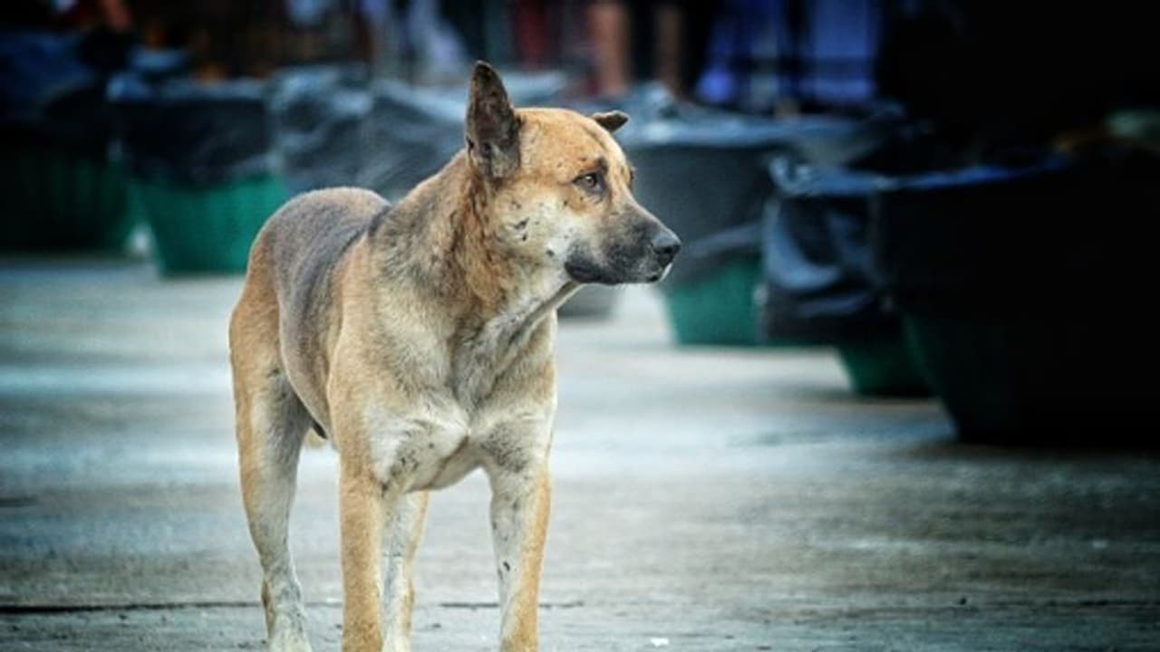അട്ടപ്പാടിയിൽ മൂന്നു വയസ്സുകാരനെ കടിച്ച തെരുവുനായയ്ക്ക് പേവിഷ ബാധ അട്ടപ്പാടിയിൽ മൂന്നു വയസ്സുകാരനെ കടിച്ച തെരുവുനായയ്ക്ക് പേവിഷ ബാധ