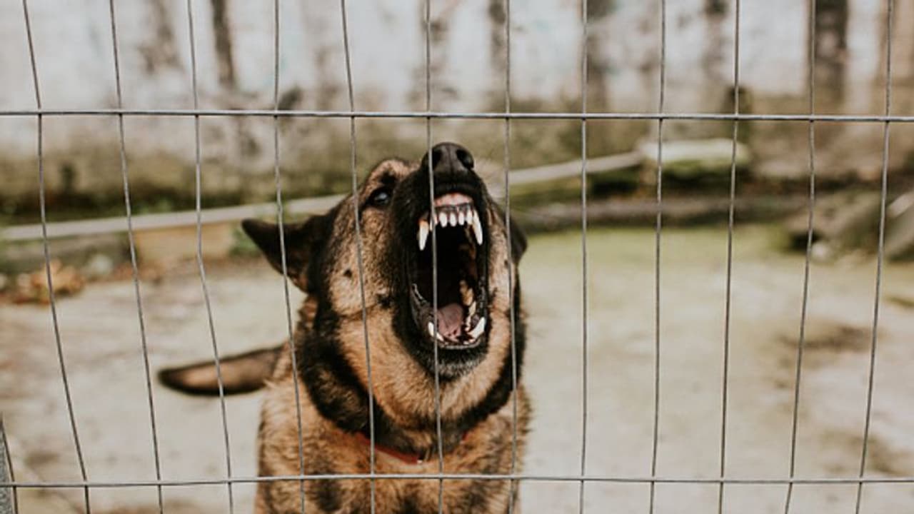 Dog Bites : നായ കടിച്ചാൽ ചെയ്യേണ്ട പ്രഥമശ‍ുശ്രൂഷകൾ അറിയാം