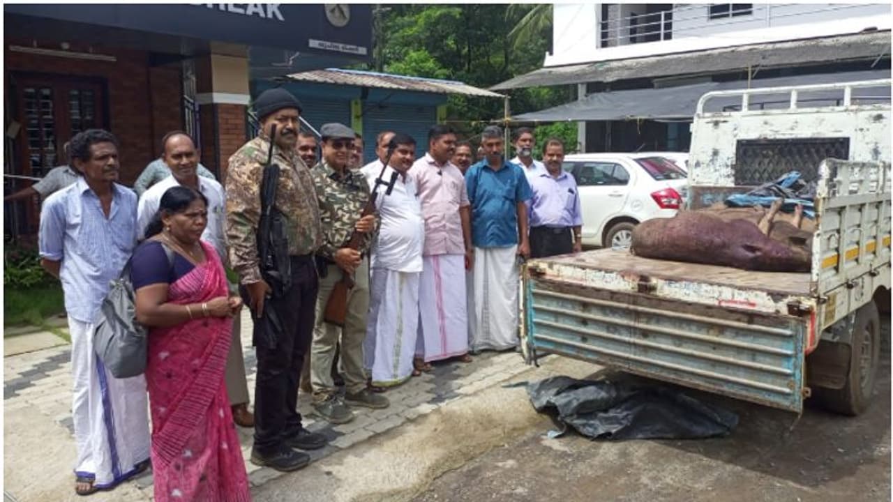കോഴിക്കോടിനെ അസ്വസ്ഥതപ്പെടുത്തിയ കാട്ടുപന്നികൾ; തെലങ്കാനയിൽ നിന്ന്‌ ഷൂട്ടർമാരെത്തി, 10 എണ്ണത്തിനെ കൊന്നു