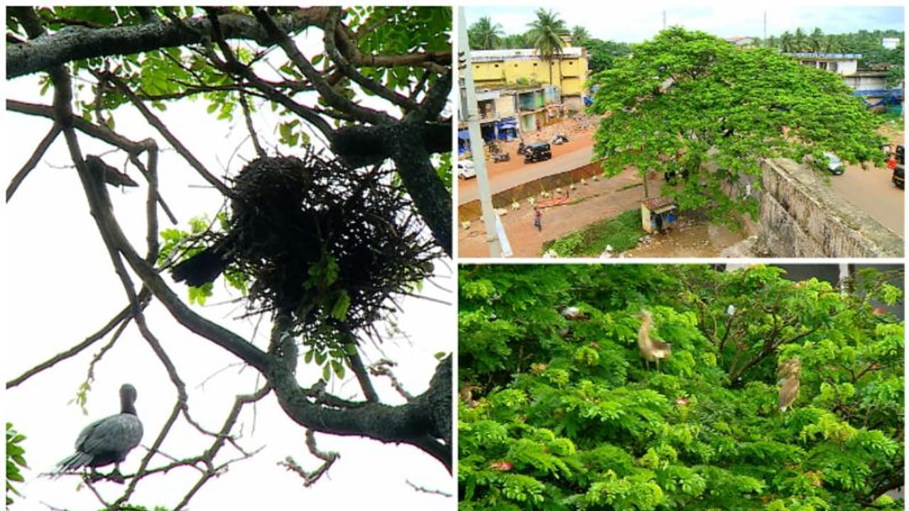 പക്ഷികളുടെ പ്രജനന കാലത്തിനുശേഷം മാത്രം മരംമുറി,ദേശീയപാത വികസന പ്രവർത്തികൾക്ക് താൽകാലിക അവധി പക്ഷികളുടെ പ്രജനന കാലത്തിനുശേഷം മാത്രം മരംമുറി,ദേശീയപാത വികസന പ്രവർത്തികൾക്ക് താൽകാലിക അവധി