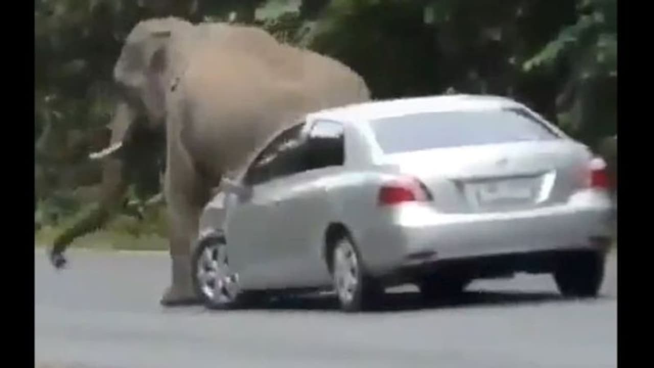 'खुजली' मची तो कार से पीठ रगड़ने लगे गजराज.. राहत का तो पता नहीं मगर गाड़ी का कचूमर जरूर निकाल दिया 'खुजली' मची तो कार से पीठ रगड़ने लगे गजराज.. राहत का तो पता नहीं मगर गाड़ी का कचूमर जरूर निकाल दिया