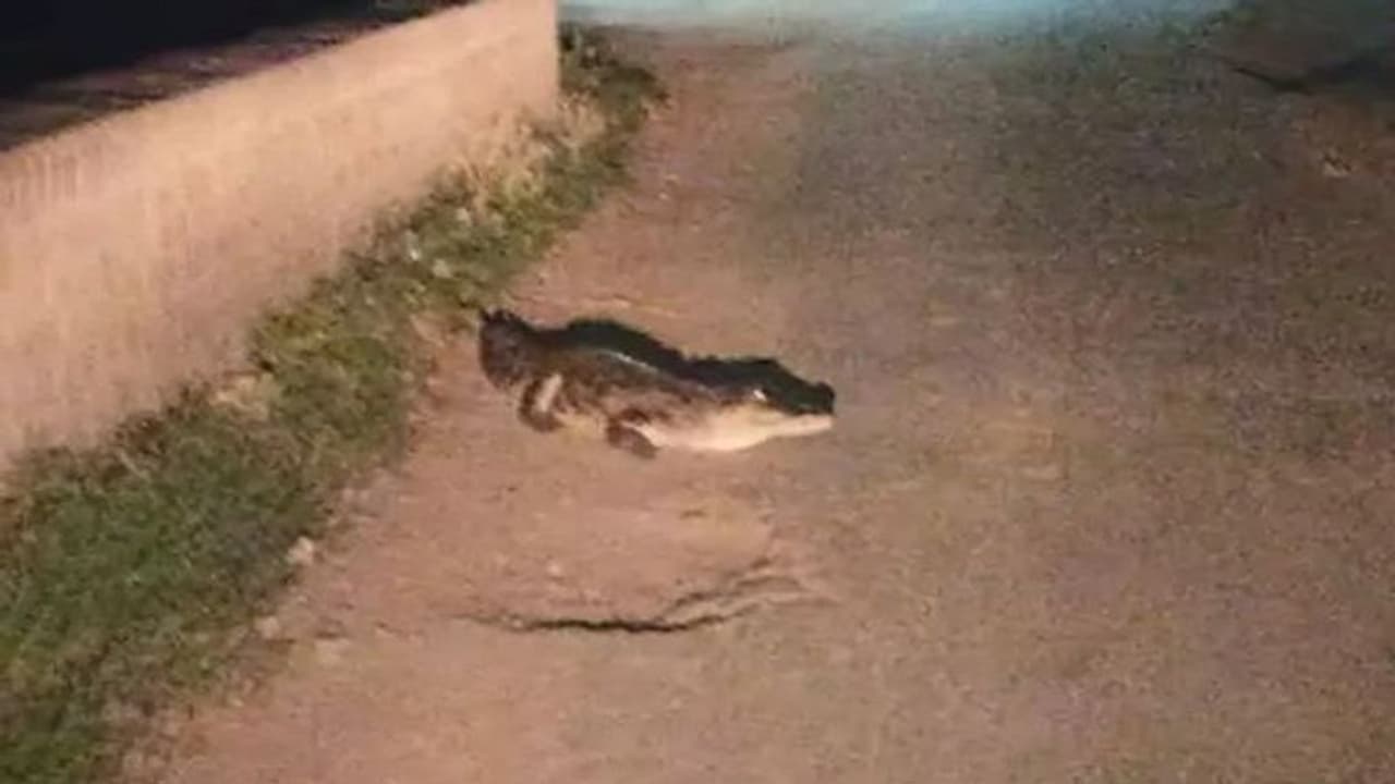 बच्चे जिस रोड से अकेले जाते हैं स्कूल, वहीं पर चहलकदमी करता दिखा मगरमच्छ, दहशत में ग्रामीण बच्चे जिस रोड से अकेले जाते हैं स्कूल, वहीं पर चहलकदमी करता दिखा मगरमच्छ, दहशत में ग्रामीण