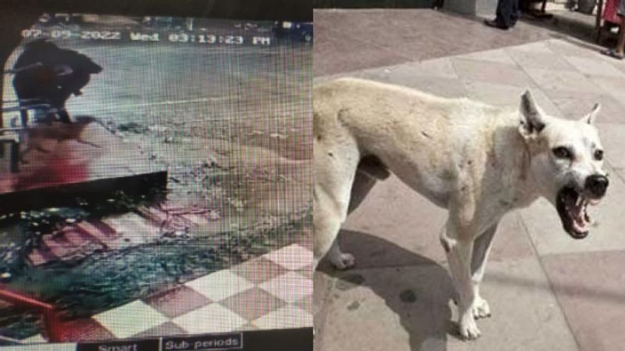 കാട്ടാക്കടയില് തെരുവ് നായ് ആക്രമണം; കുട്ടികള് ഉള്പ്പെടെ നാല് പേര്ക്ക് പരിക്ക് കാട്ടാക്കടയില് തെരുവ് നായ് ആക്രമണം; കുട്ടികള് ഉള്പ്പെടെ നാല് പേര്ക്ക് പരിക്ക്