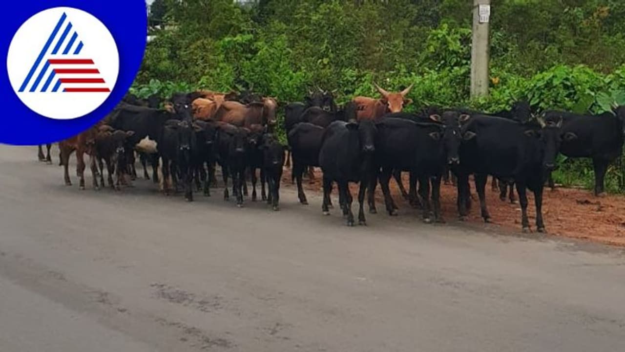 Chikkamagaluru: ವಾಹನಕ್ಕೆ ಬಿಡಾಡಿ ದನಗಳು ಬಲಿ, ಕಳೆದ 20 ದಿನದಲ್ಲಿ 50ಕ್ಕೂ ಹೆಚ್ಚು ರಾಸುಗಳು ಸಾವು! Chikkamagaluru: ವಾಹನಕ್ಕೆ ಬಿಡಾಡಿ ದನಗಳು ಬಲಿ, ಕಳೆದ 20 ದಿನದಲ್ಲಿ 50ಕ್ಕೂ ಹೆಚ್ಚು ರಾಸುಗಳು ಸಾವು!