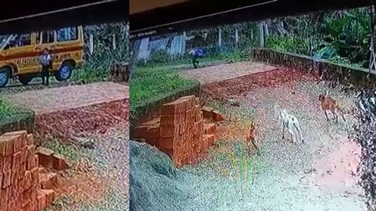 സ്കൂൾ വാനിൽ നിന്നിറങ്ങി, പിന്നാലെ പാഞ്ഞടുത്ത് മൂന്ന് നായ്ക്കൾ, രക്ഷപ്പെട്ടത് തനാരിഴയ്ക്ക് സിസിടിവി വീഡിയോ സ്കൂൾ വാനിൽ നിന്നിറങ്ങി, പിന്നാലെ പാഞ്ഞടുത്ത് മൂന്ന് നായ്ക്കൾ, രക്ഷപ്പെട്ടത് തനാരിഴയ്ക്ക് സിസിടിവി വീഡിയോ