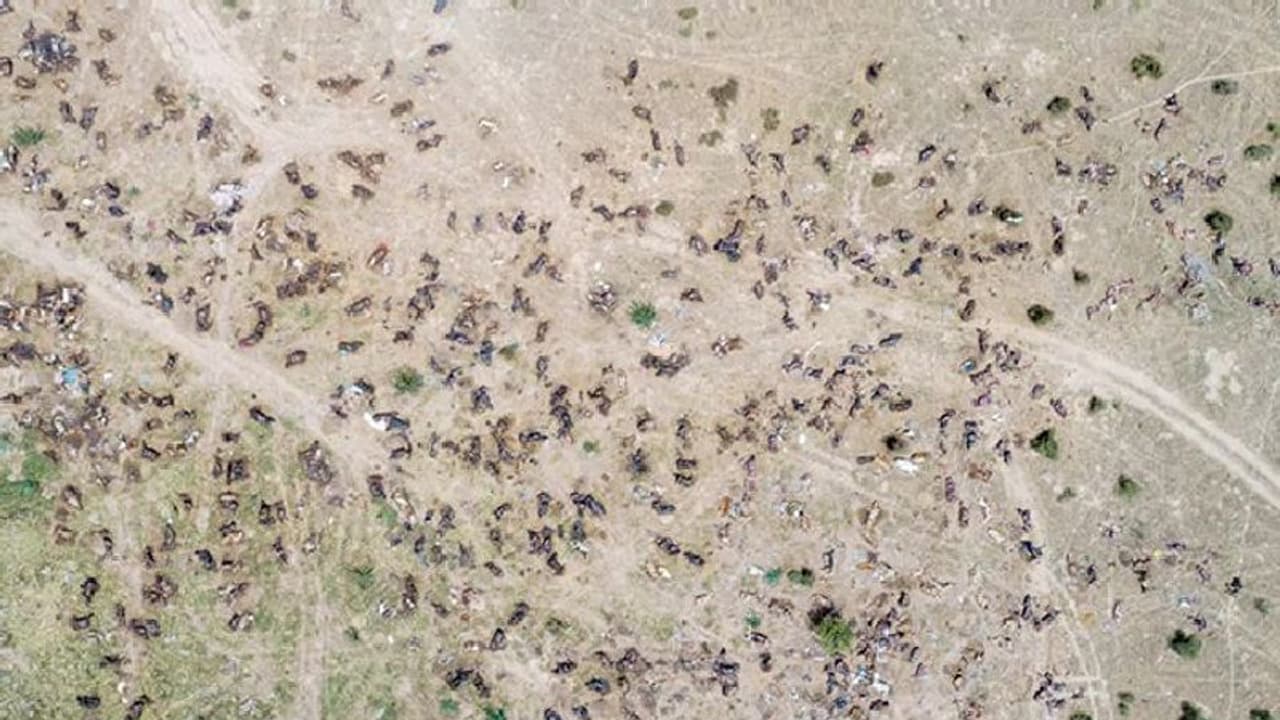 'വൈറസ് ബാധയേറ്റ് ചത്ത ആയിരക്കണക്കിന് പശുക്കള്‍'; വൈറലായ ഫോട്ടോയുടെ യാഥാര്‍ത്ഥ്യം