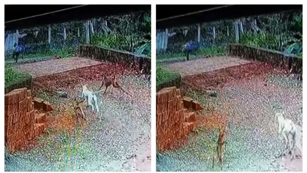 സ്കൂൾ കുട്ടിക്ക് നേരെ പാഞ്ഞടുക്കുന്ന തെരുവുനായകൾ; ഞെട്ടിക്കുന്ന സിസിടിവി ദൃശ്യങ്ങൾ പുറത്ത് 