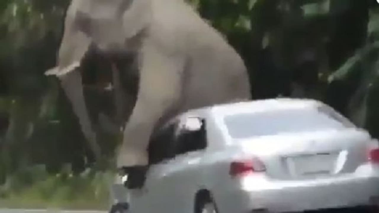 Viral Video: ದೇಹ ಉಜ್ಜಿಕೊಳ್ಳಲು ಕಾರನ್ನೇ ಹಾಳುಮಾಡಿದ ಆನೆ..! ನೆಟ್ಟಿಗರ ಪ್ರತಿಕ್ರಿಯೆ ಹೀಗಿದೆ..