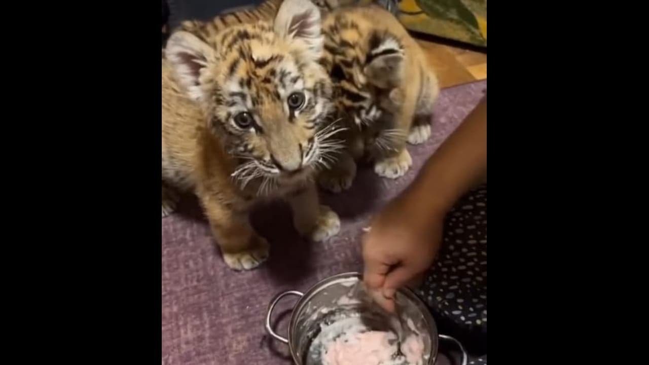 3 மாத புலிக்குட்டி வேணுமா.. அப்படினா 25 லட்சம் கொடுங்க.. ஸ்டேட்டஸ் வைத்து தனக்கு தானே ஆப்பு வைத்த இளைஞர் 3 மாத புலிக்குட்டி வேணுமா.. அப்படினா 25 லட்சம் கொடுங்க.. ஸ்டேட்டஸ் வைத்து தனக்கு தானே ஆப்பு வைத்த இளைஞர்