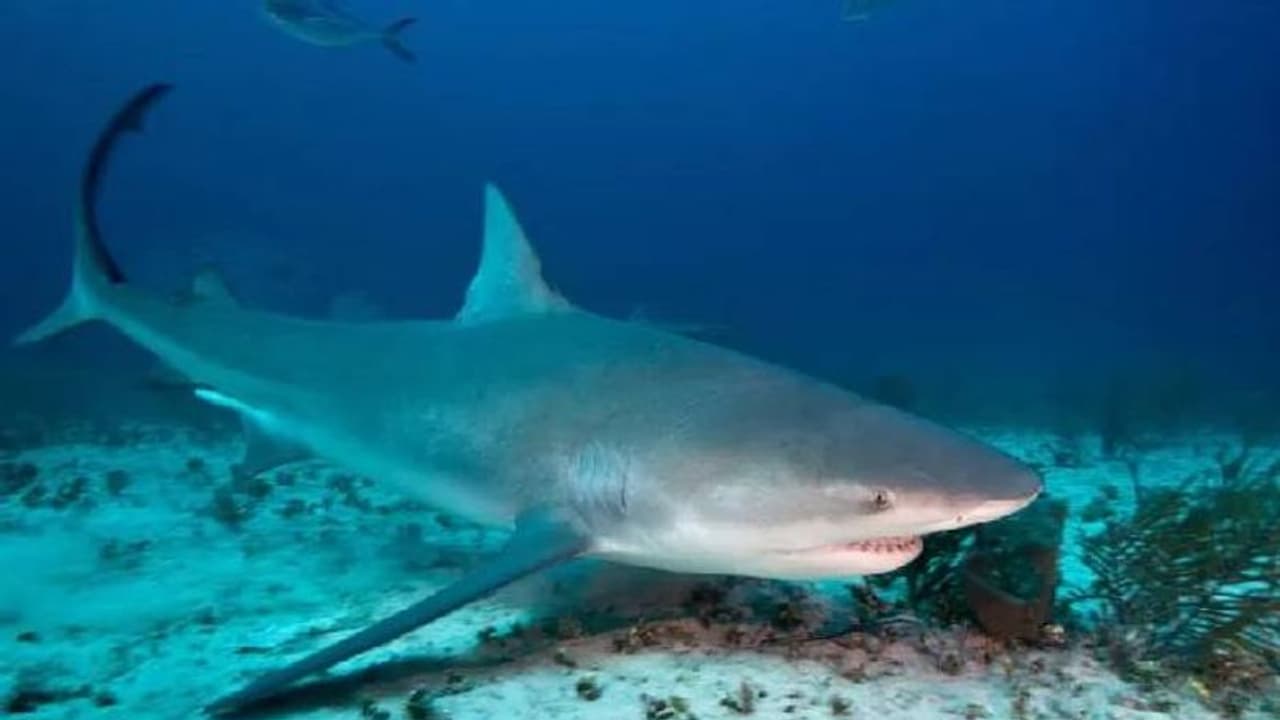 സ്രാവ് ആക്രമണം, വിനോദയാത്രക്കെത്തിയ സ്ത്രീ കൊല്ലപ്പെട്ടു... സ്രാവ് ആക്രമണം, വിനോദയാത്രക്കെത്തിയ സ്ത്രീ കൊല്ലപ്പെട്ടു...